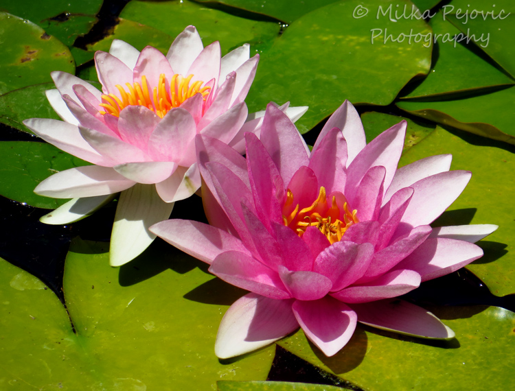 Floral Friday Fotos: pink water lilies