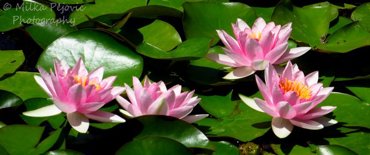 Group of pink water lilies