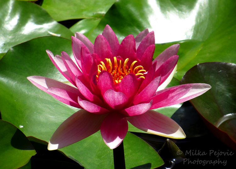 Floral Friday Fotos: pink water lily