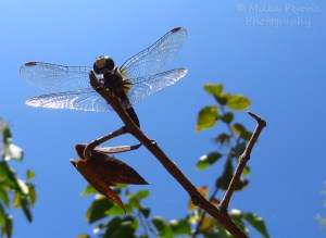 Travel theme: see through wings of a dragonfly