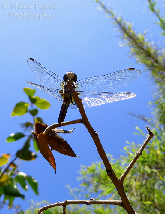 Macro Monday: underneath a blue dragonfly