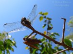 Macro Monday: blue dragonfly on tree branch
