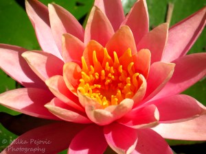 Macro Monday: pink water lily with bright yellow center