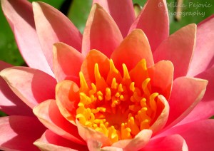 Close-up of a pink water lily
