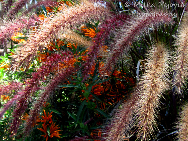 Macro Monday: pink grass