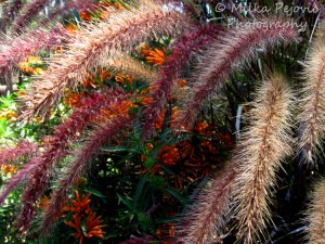 Macro Monday: pink grass