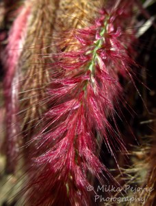 Hairy pink grass seeds