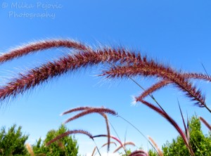Wordpress weekly photo challenge: horizon with pink grasses in the foreground