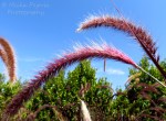 A Word A Week Challenge: Arch - pink grass