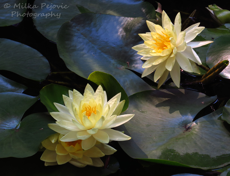 Floral Friday Fotos: yellow water lilies