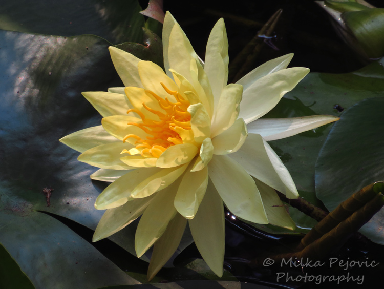 Close-up of a yellow water lily