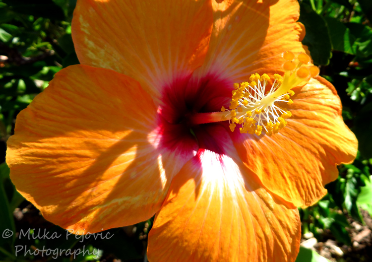 Macro of an orange hibiscus flower
