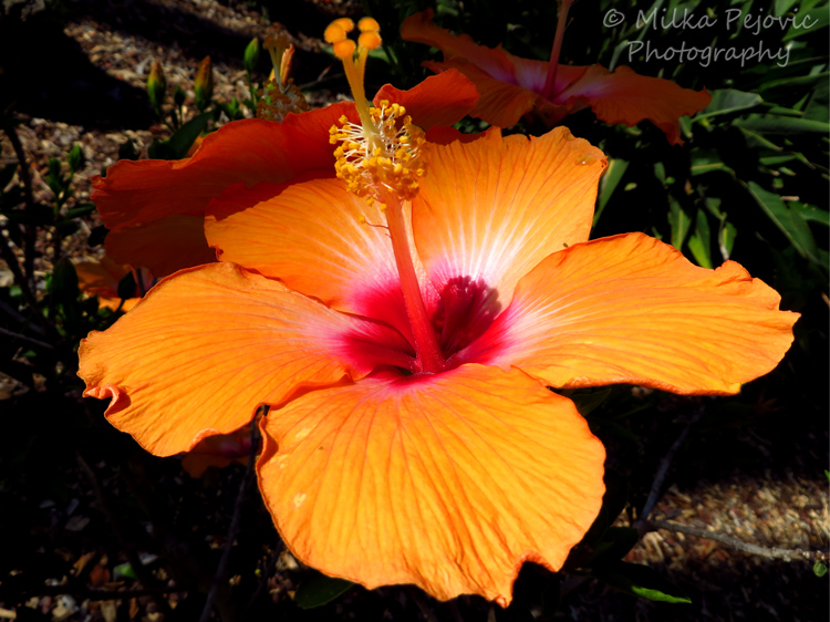 Floral Friday Fotos: orange hibiscus flower