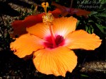 Floral Friday Fotos: orange hibiscus flower