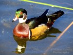 Wood duck swimming in pond