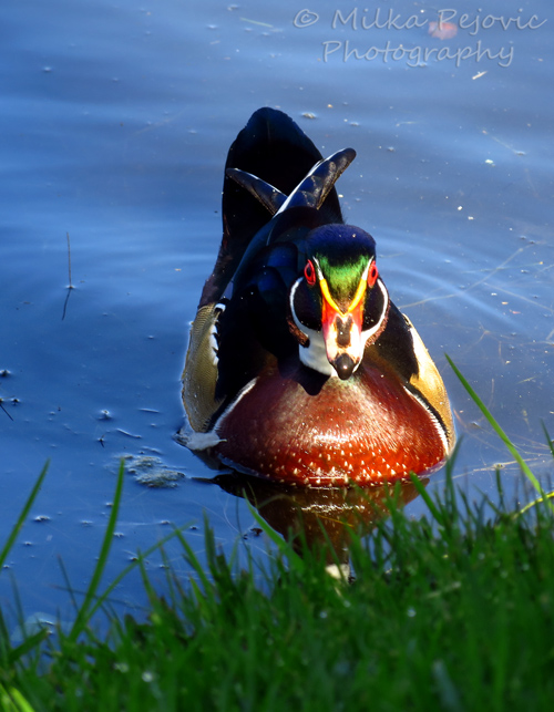 Wordpress weekly photo challenge: from lines to patterns - wood duck