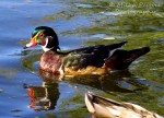 Wood duck in water