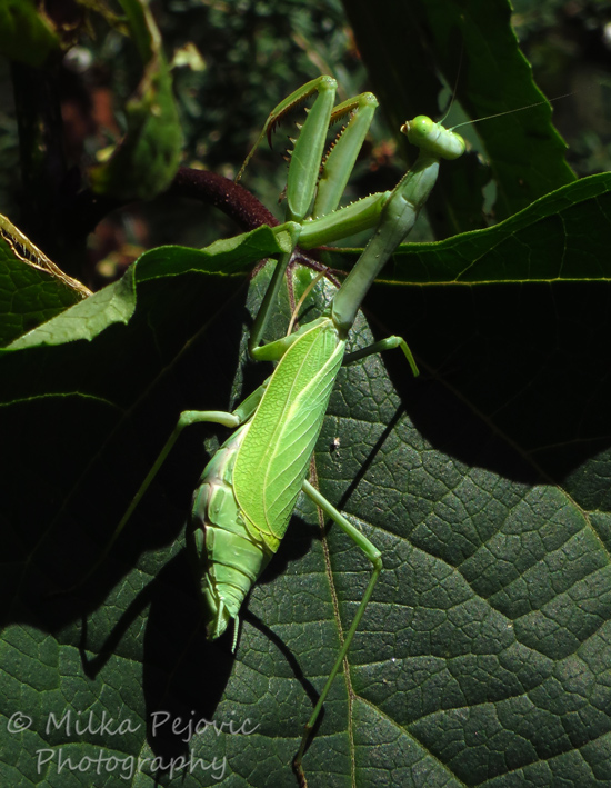 Macro Monday: green praying mantis
