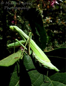 Macro Monday: green praying mantis