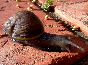 Cee's fun foto challenge: brown snail