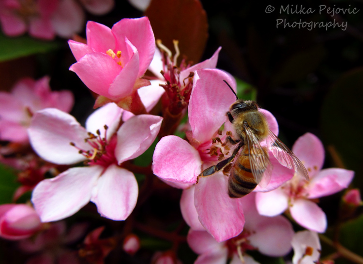 Bee on pink flower