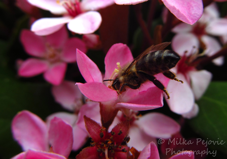 Bee collecting nectar on pink flower