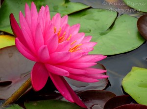 Pink water lily