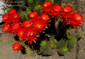 Floral Friday Fotos: cactus with red flowers (Chamaecereus sylvestris)