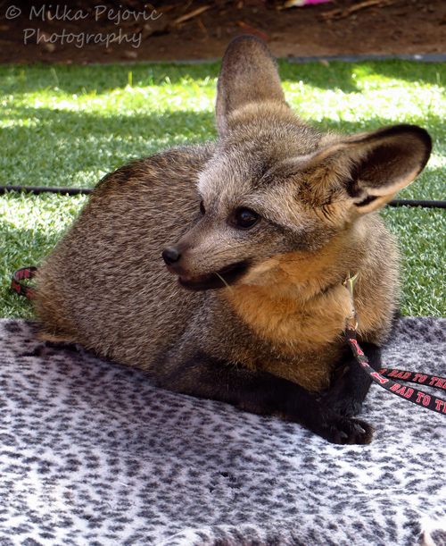 Wordless Wednesday: bat-eared fox