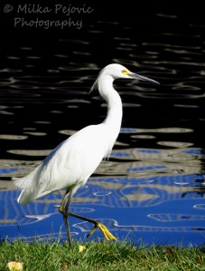 White great egret with interesting water reflections