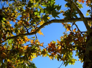 Festival of leaves - week 2 - Sycamore tree