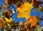 Sycamore tree leaves in the fall in San Diego