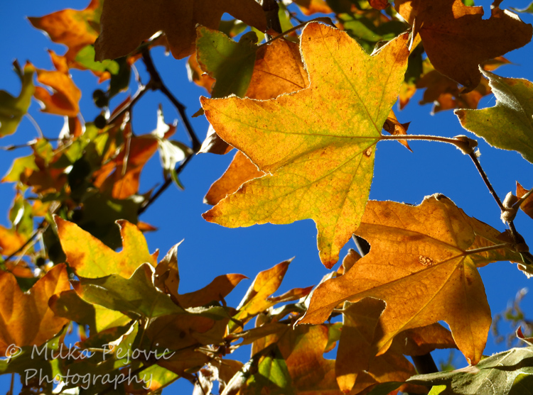 Sycamore tree leaves in the fall in San Diego
