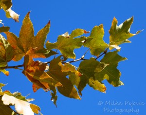 Festival of leaves - week 2 - Sycamore tree leaves