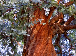 Travel theme: Brown and twisted tree trunk