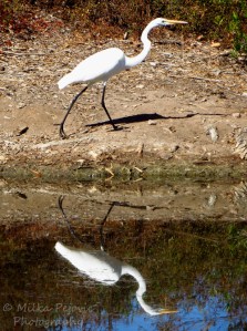Ese’s Weekly Shoot & Quote Challenge – Vibrations - great egret reflecting in the water