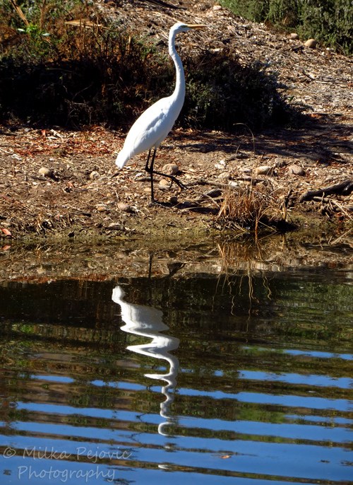 White great egret with his reflection in the water