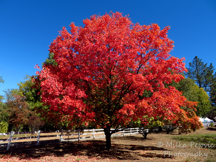 Festival of leaves - week 4 - maple tree fall foliage