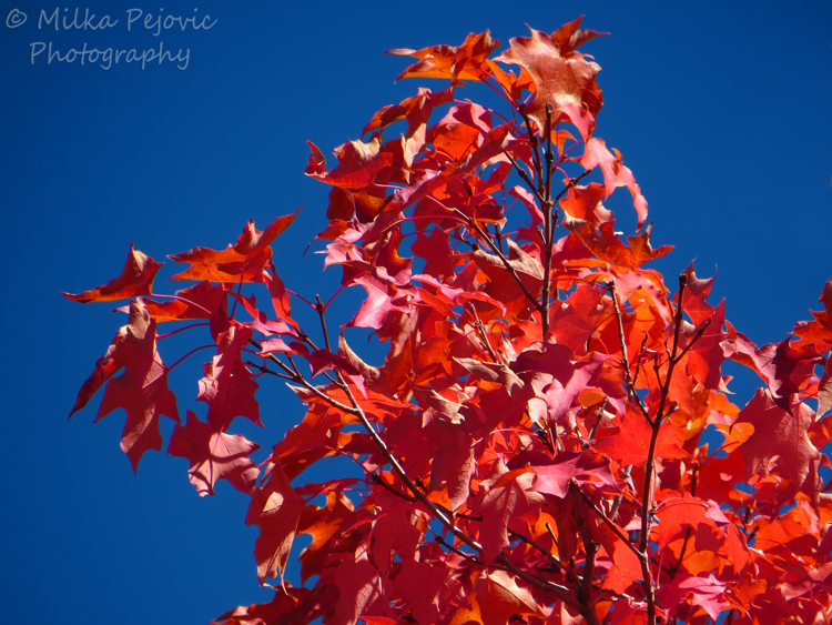 Red maple leaves on maple tree
