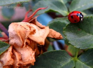 Red ladybug on a rose bush