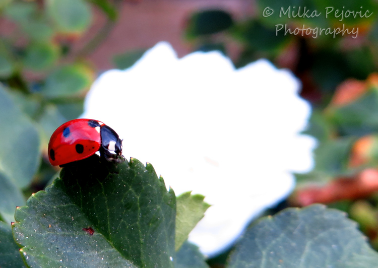Cee’s fun foto challenge: One red ladybug