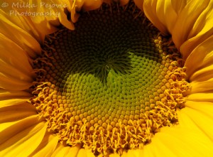 Center of a sunflower