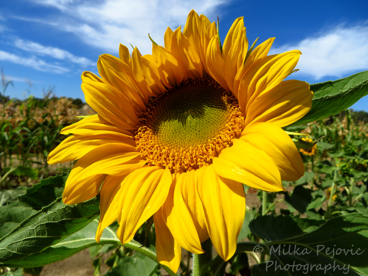 Capture The Colour 2013 photo contest - yellow sunflower