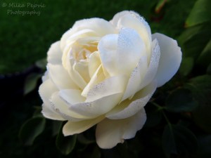 Macro Monday: morning dew on a white rose