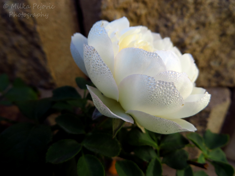 Dew drops on rose petals