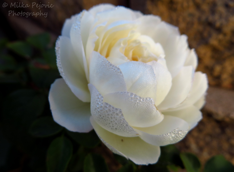 Travel theme: delicate morning dew drops on a white rose
