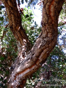 Brown cork oak tree bark