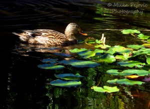 Brown mallard female duck swimming in a pond with tree reflections