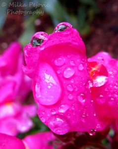 Cee’s fun foto challenge: Reflections - raindrops look like frog eyes