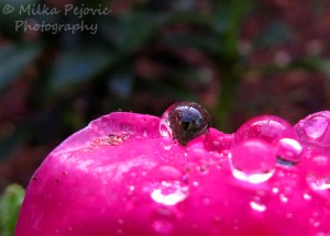 Cee’s fun foto challenge: Reflections and shadows